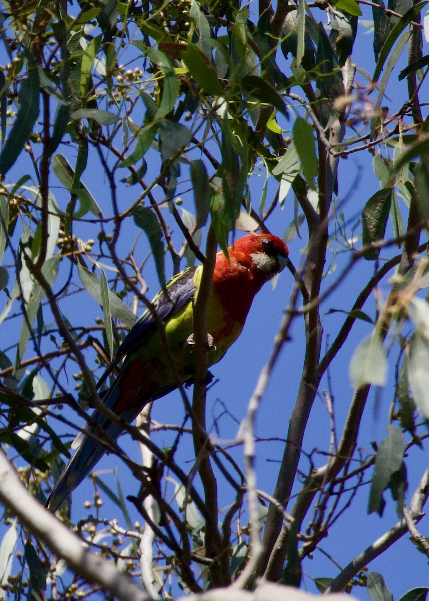 Eastern Rosella - ML645699944