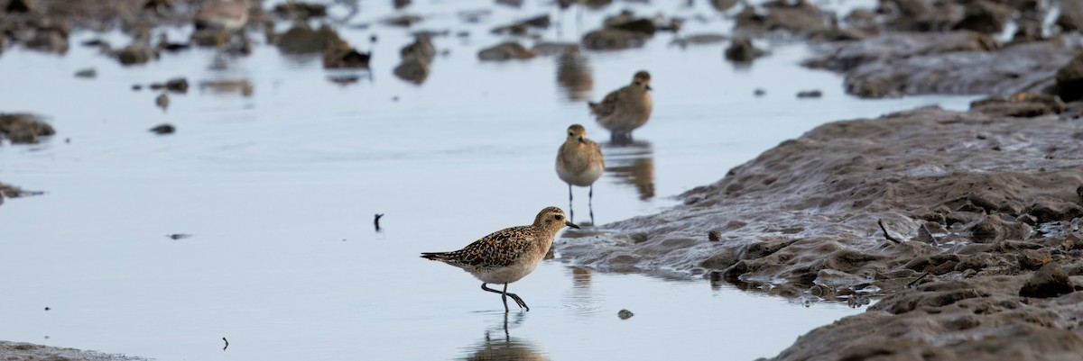 Pacific Golden-Plover - ML645699946