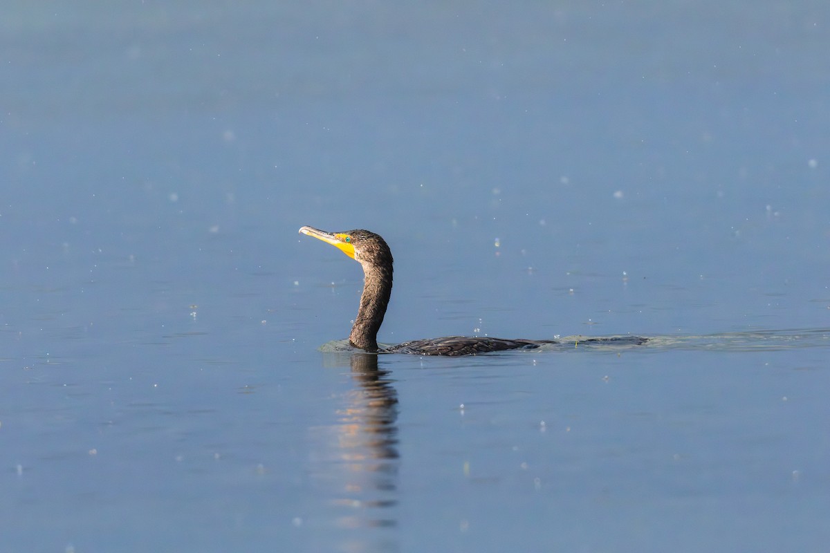 Double-crested Cormorant - ML645699951