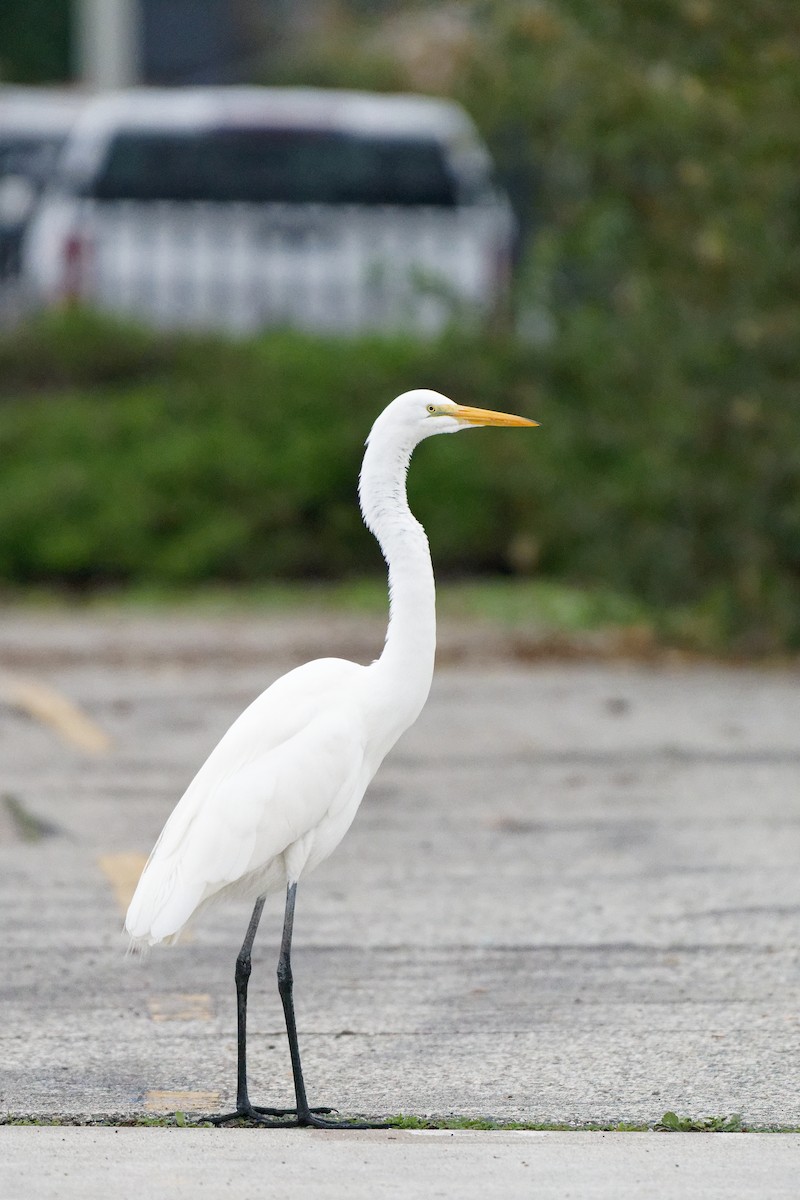 Garceta Grande - ML645699954