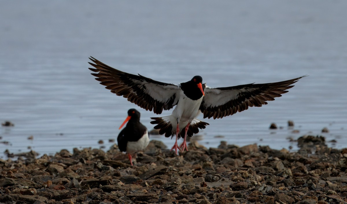 Pied Oystercatcher - ML645699955