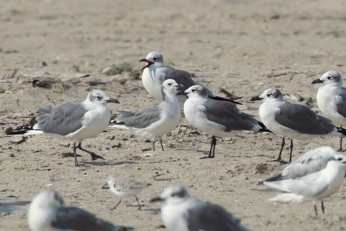 Sabine's Gull - ML645699956