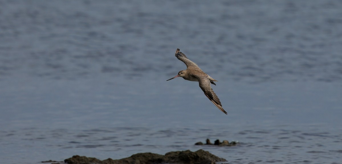Bar-tailed Godwit - ML645699972