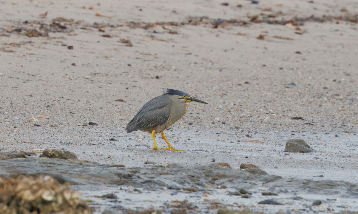 Little Heron - ML645699973