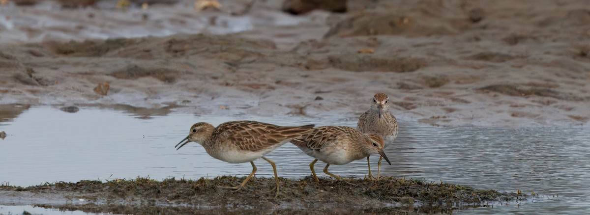 Sharp-tailed Sandpiper - ML645699976