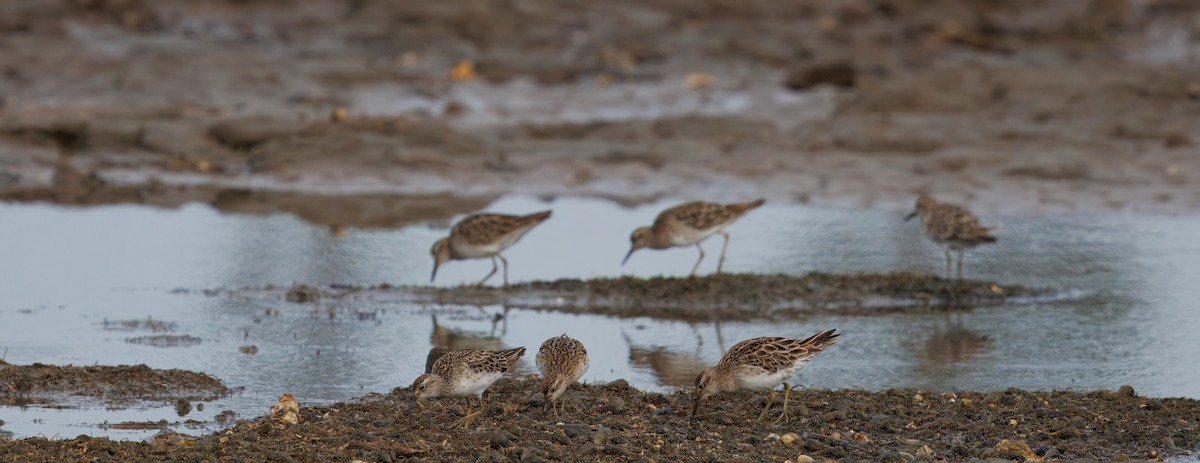 Sharp-tailed Sandpiper - ML645699978