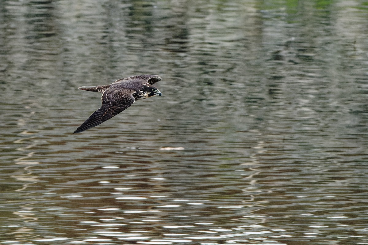 遊隼 - ML645699980