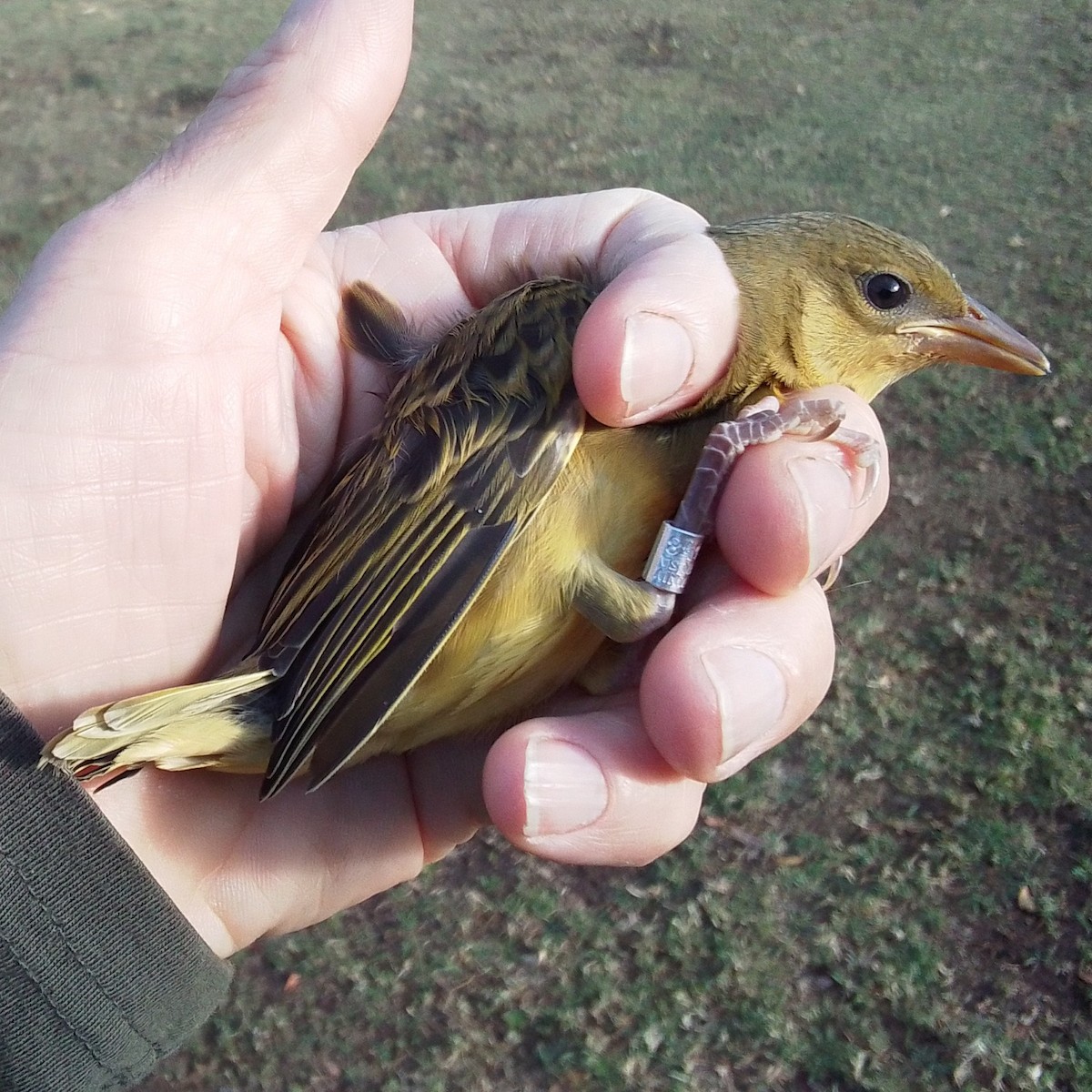 Cape Weaver - ML645699995