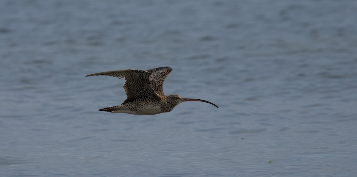 Far Eastern Curlew - ML645700002