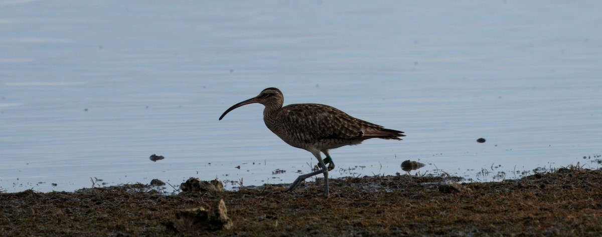 Eurasian Whimbrel - ML645700003