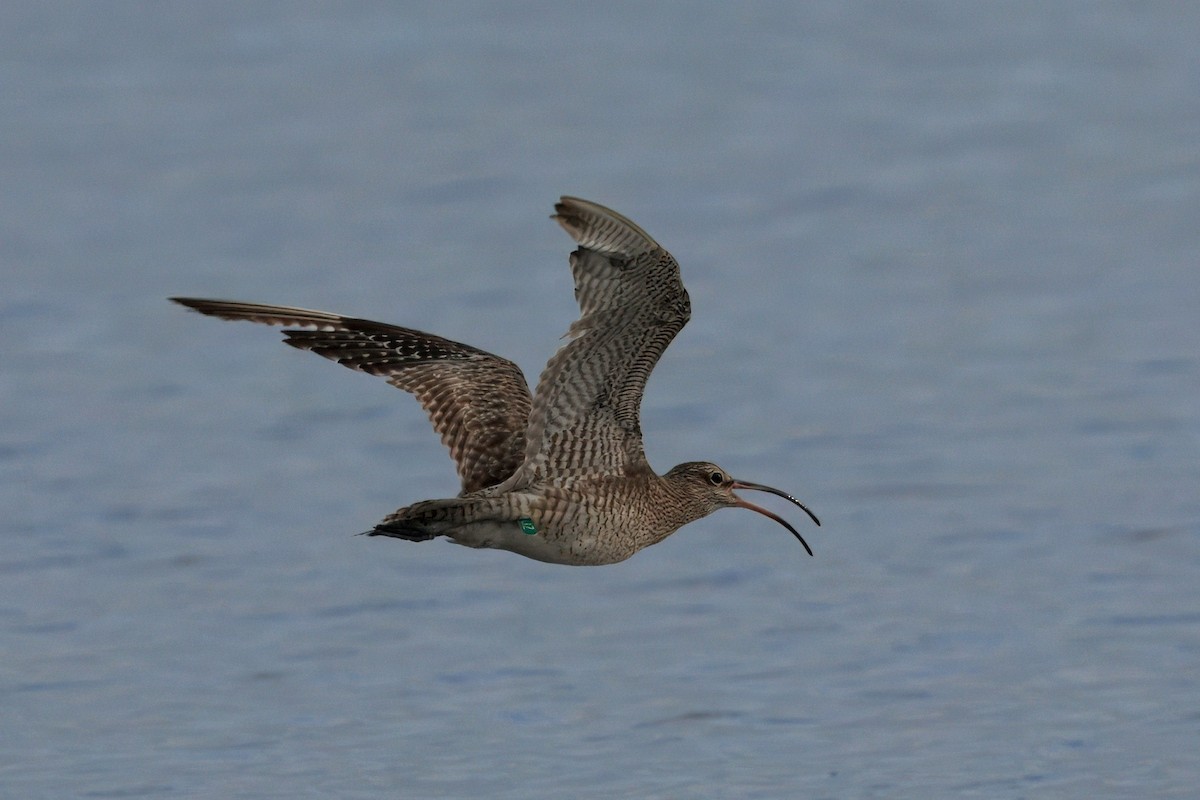 Eurasian Whimbrel - ML645700004