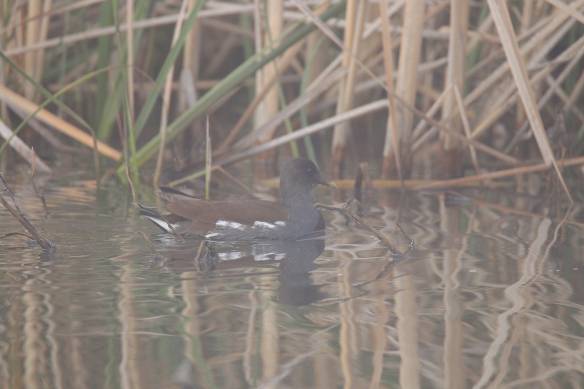 Gallinule d'Amérique - ML645700006