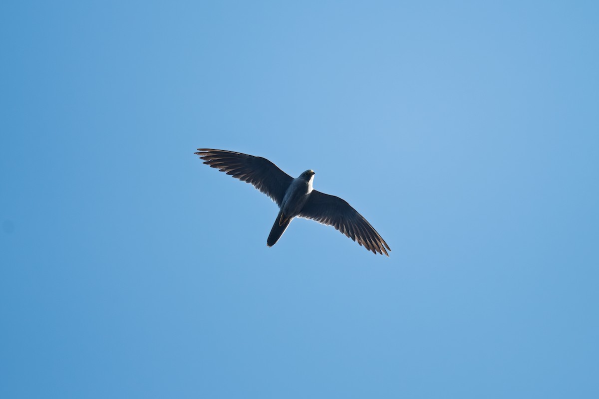 ウスズミハヤブサ - ML645700008