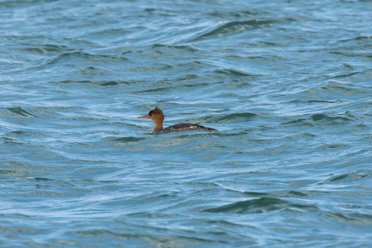 Red-breasted Merganser - ML645700015