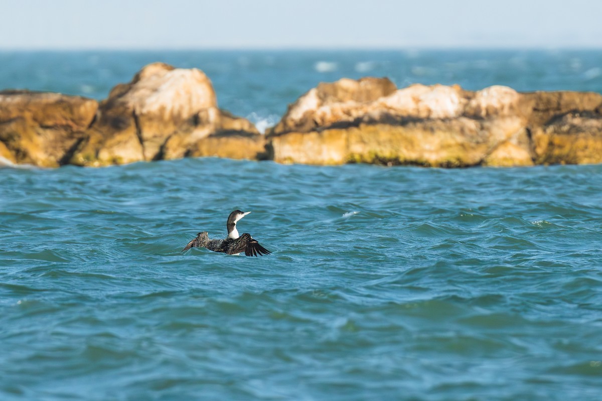 Common Loon - ML645700021
