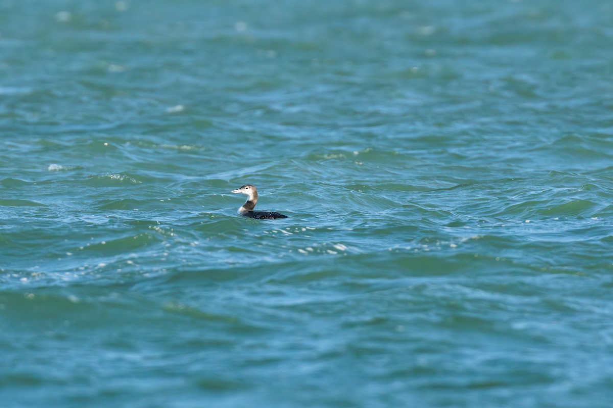 Common Loon - ML645700022
