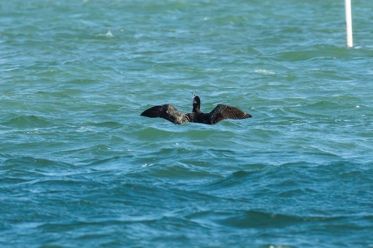 Common Loon - ML645700023