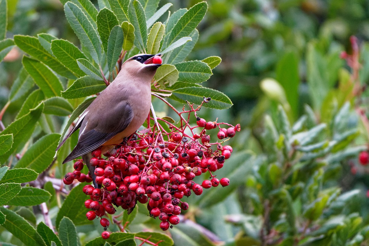 Cedar Waxwing - ML645700026