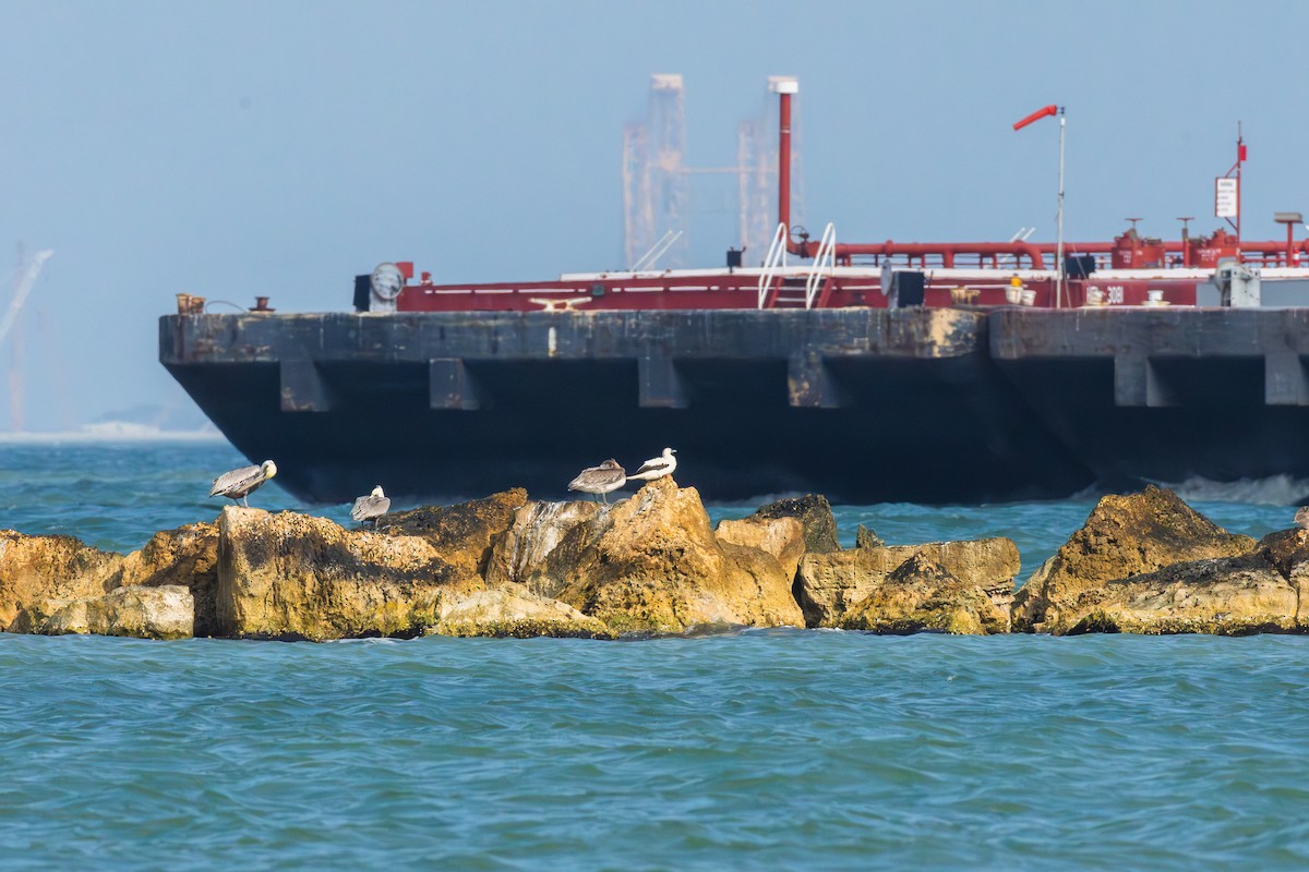 סולה אדומת-רגל - ML645700027