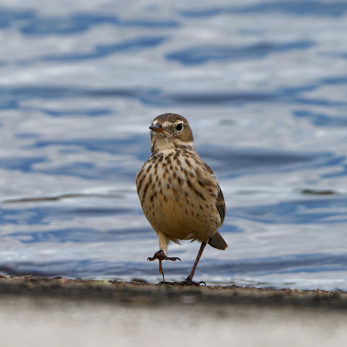 American Pipit - ML645700030