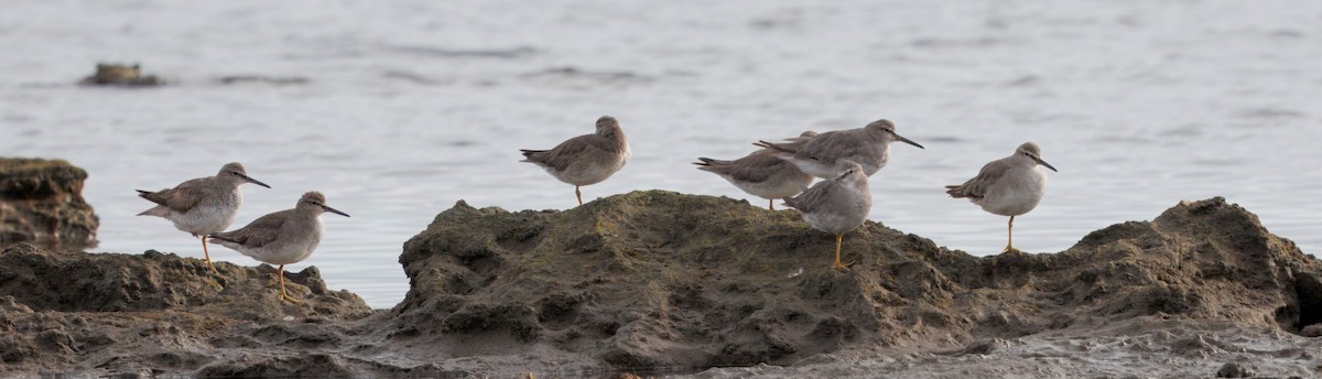 Playero Siberiano - ML645700031