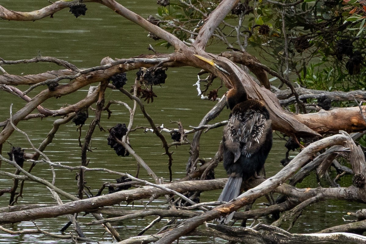 Anhinga Australiana - ML645700032