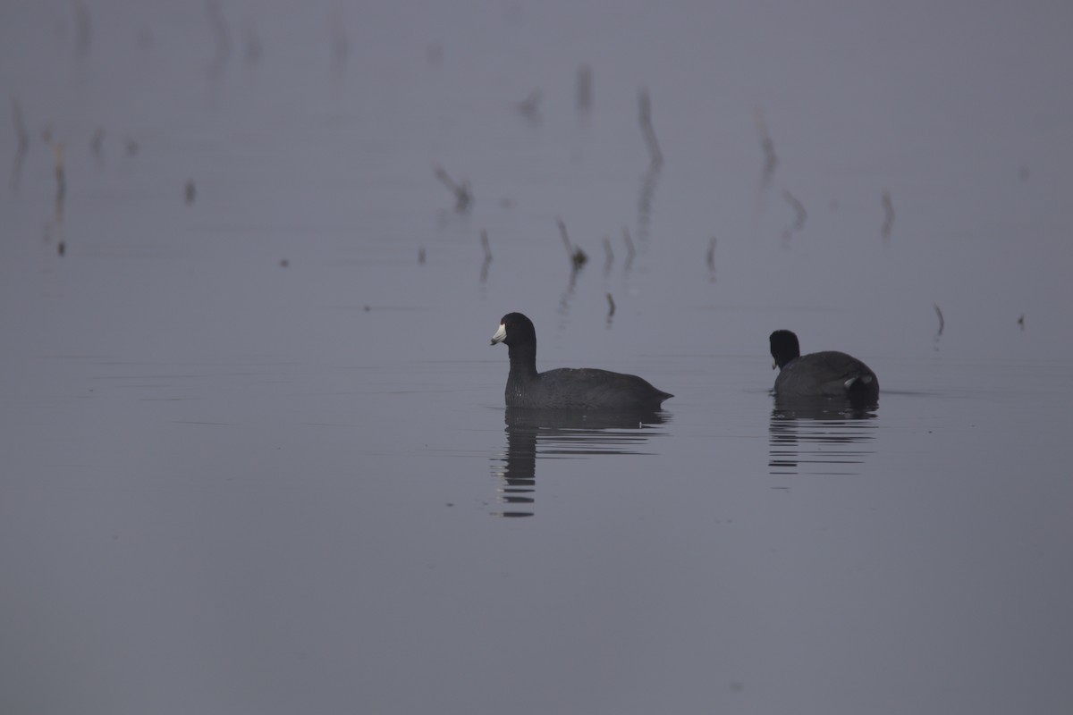 Focha Americana - ML645700035