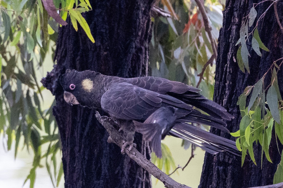 Cacatúa Fúnebre Coliamarilla - ML645700036