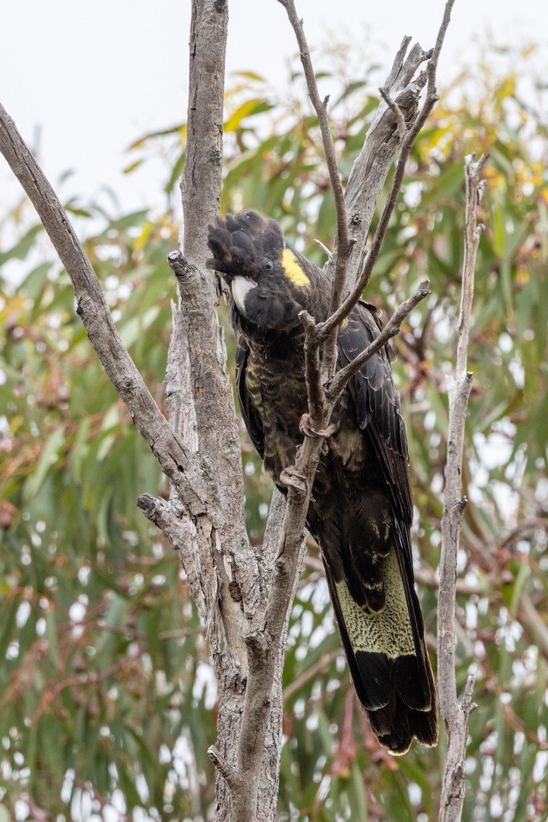 Cacatúa Fúnebre Coliamarilla - ML645700037