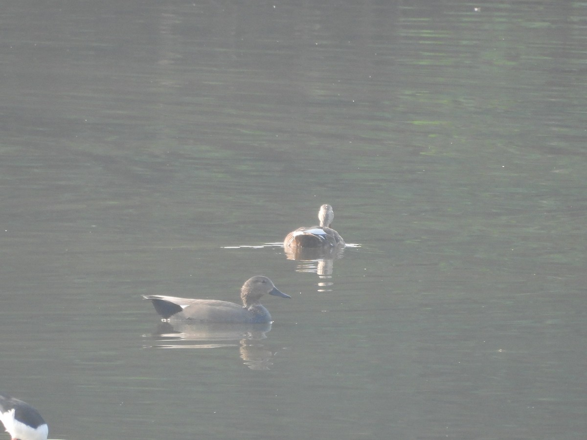 Ánade Friso - ML645700038