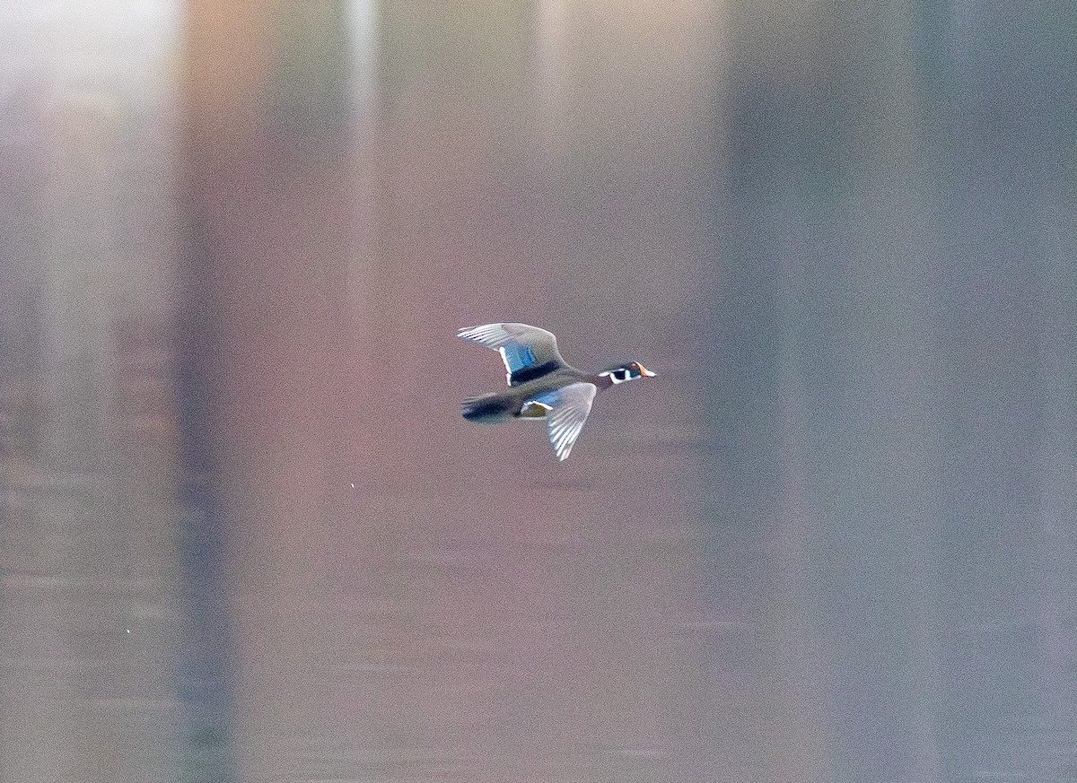 Pato Joyuyo - ML645700041