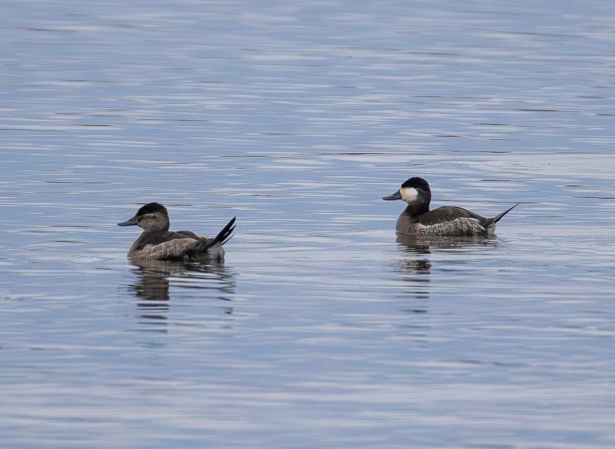 Malvasía Canela - ML645700046