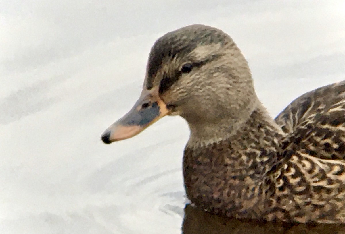 Ánade Azulón - ML645700047