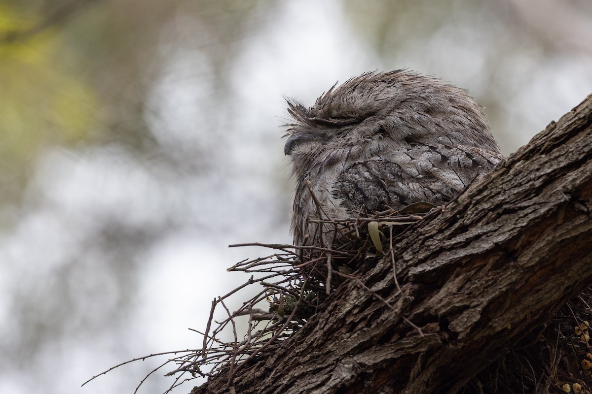 Podargo Australiano - ML645700048