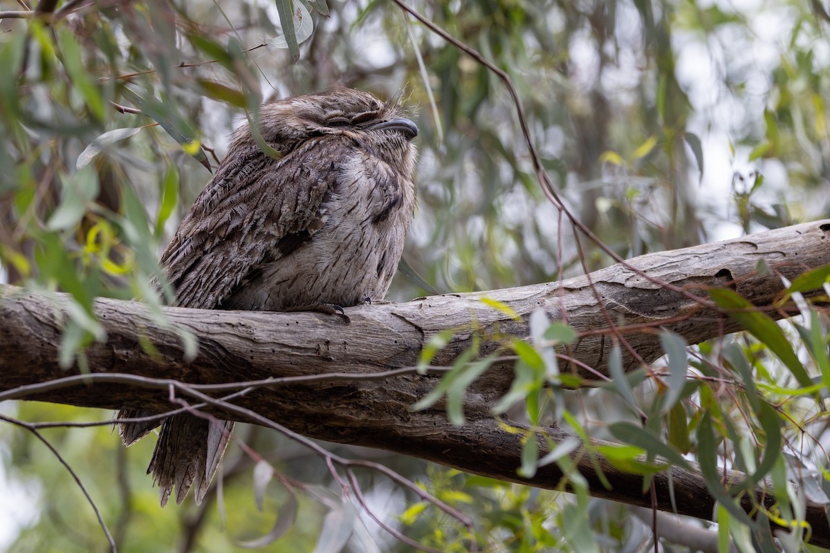 Podargo Australiano - ML645700049