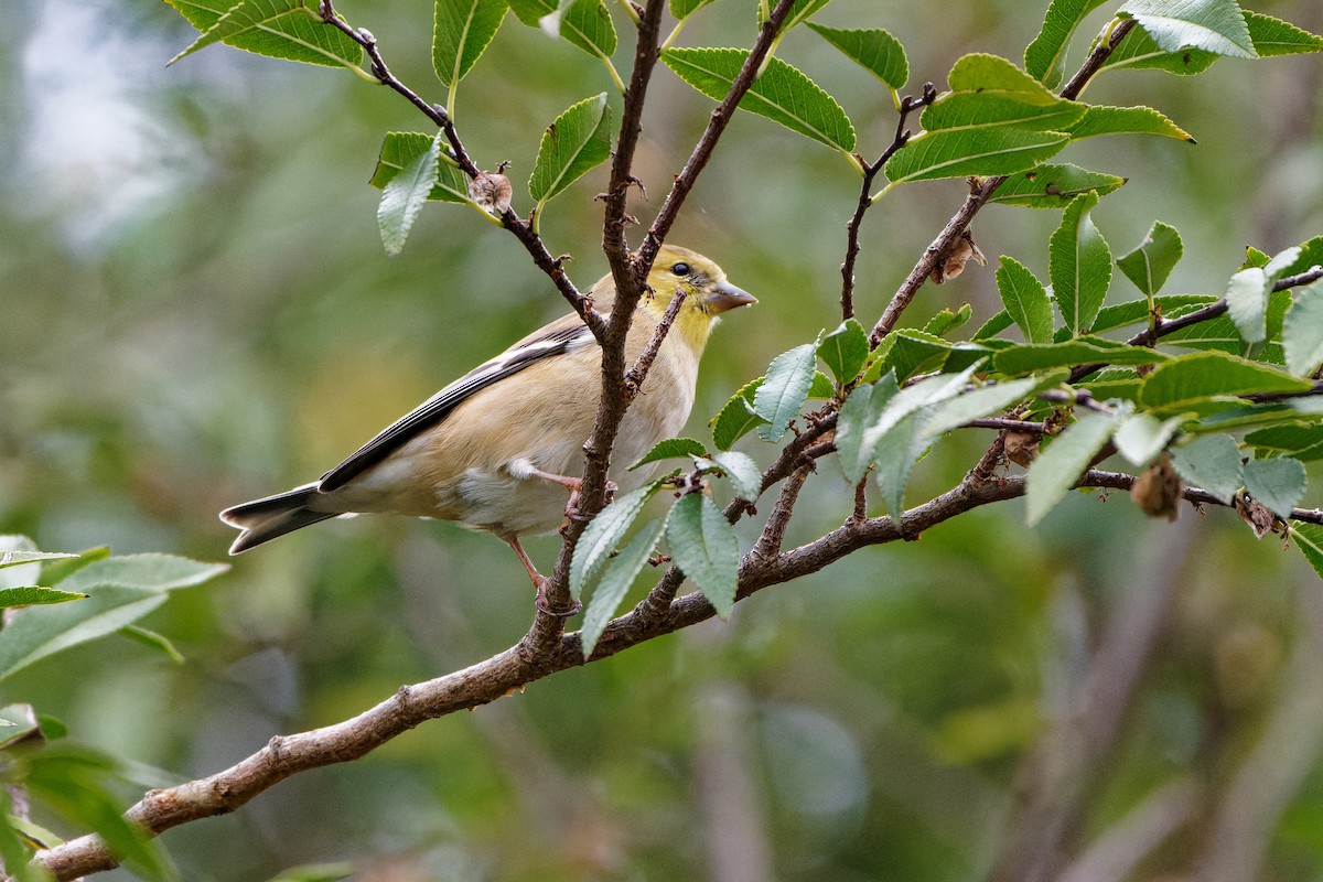 Jilguero Yanqui - ML645700050