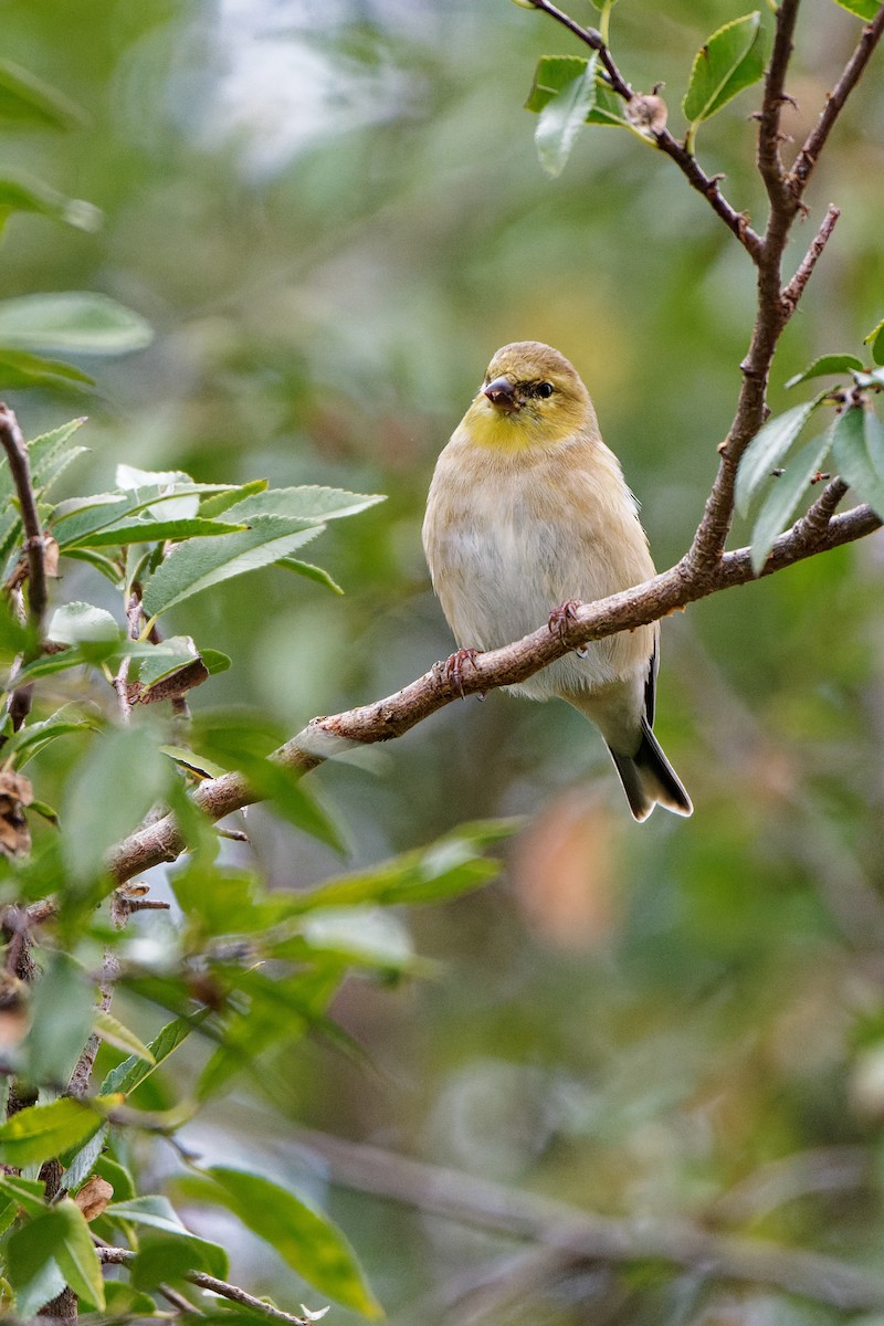 Jilguero Yanqui - ML645700051