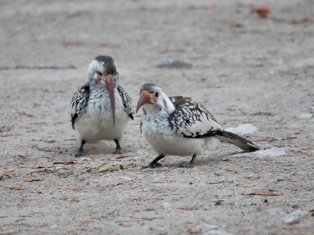 Toco Damara - ML645700052