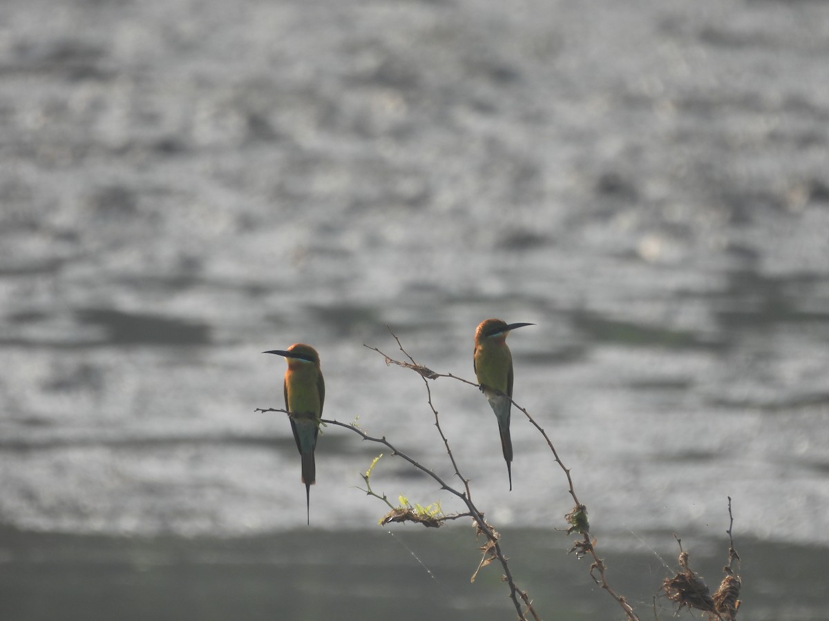 Abejaruco Coliazul - ML645700055