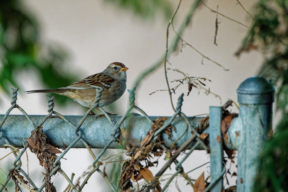 Chingolo Coroniblanco - ML645700057