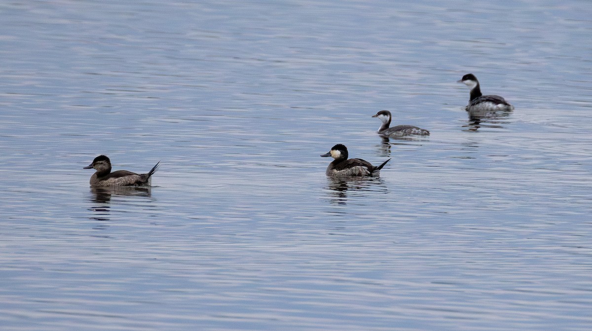 Malvasía Canela - ML645700059