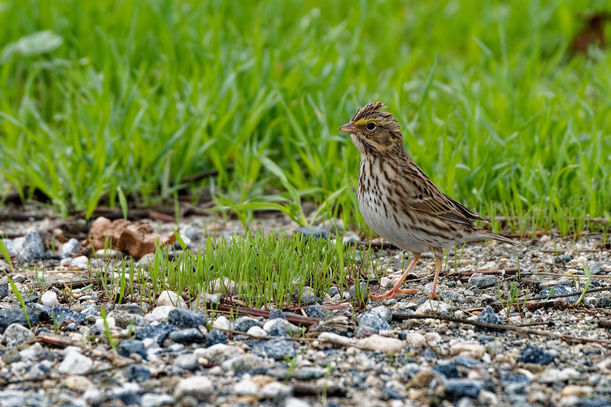 Chingolo Sabanero - ML645700060