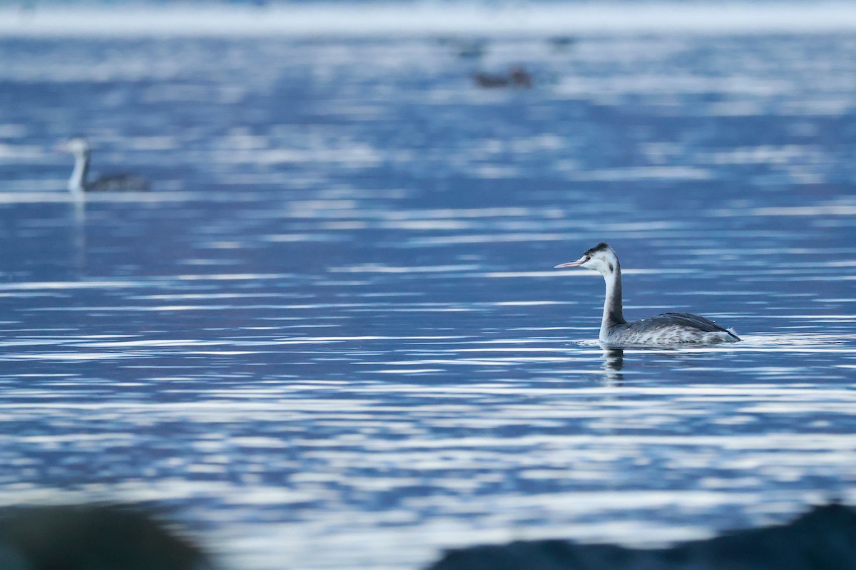 Great Crested Grebe - ML645700070