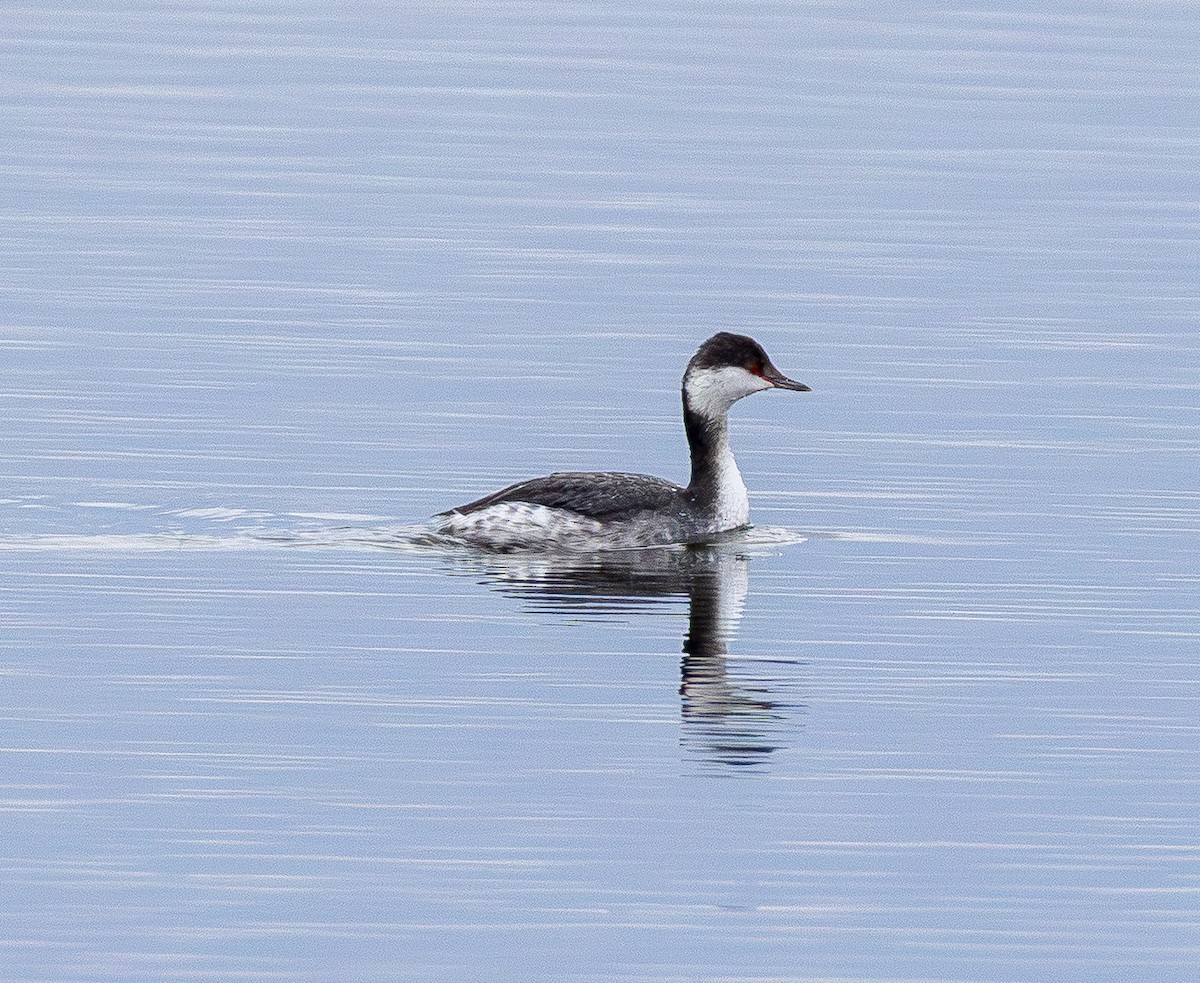 Horned Grebe - ML645700078