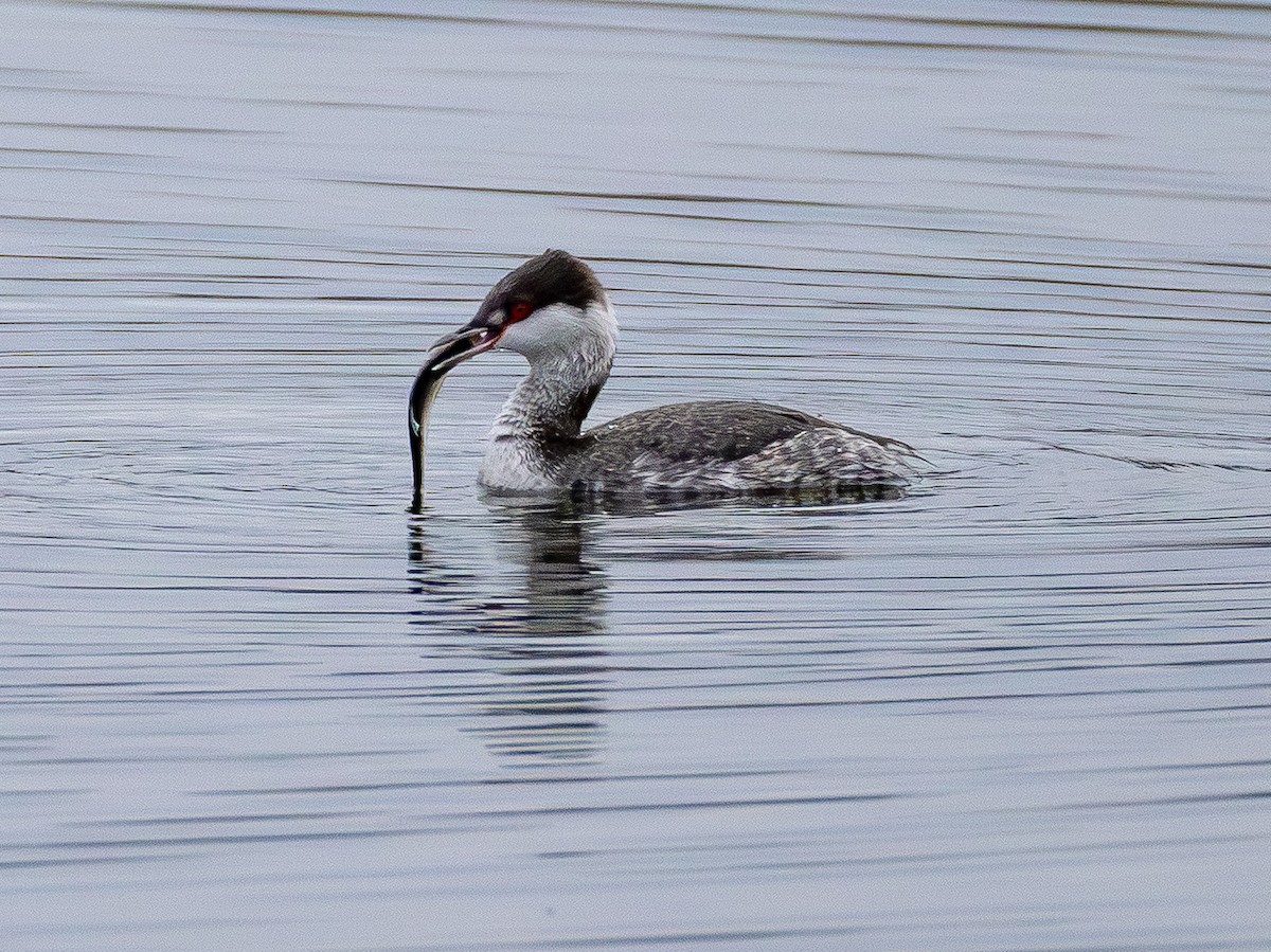 Horned Grebe - ML645700080