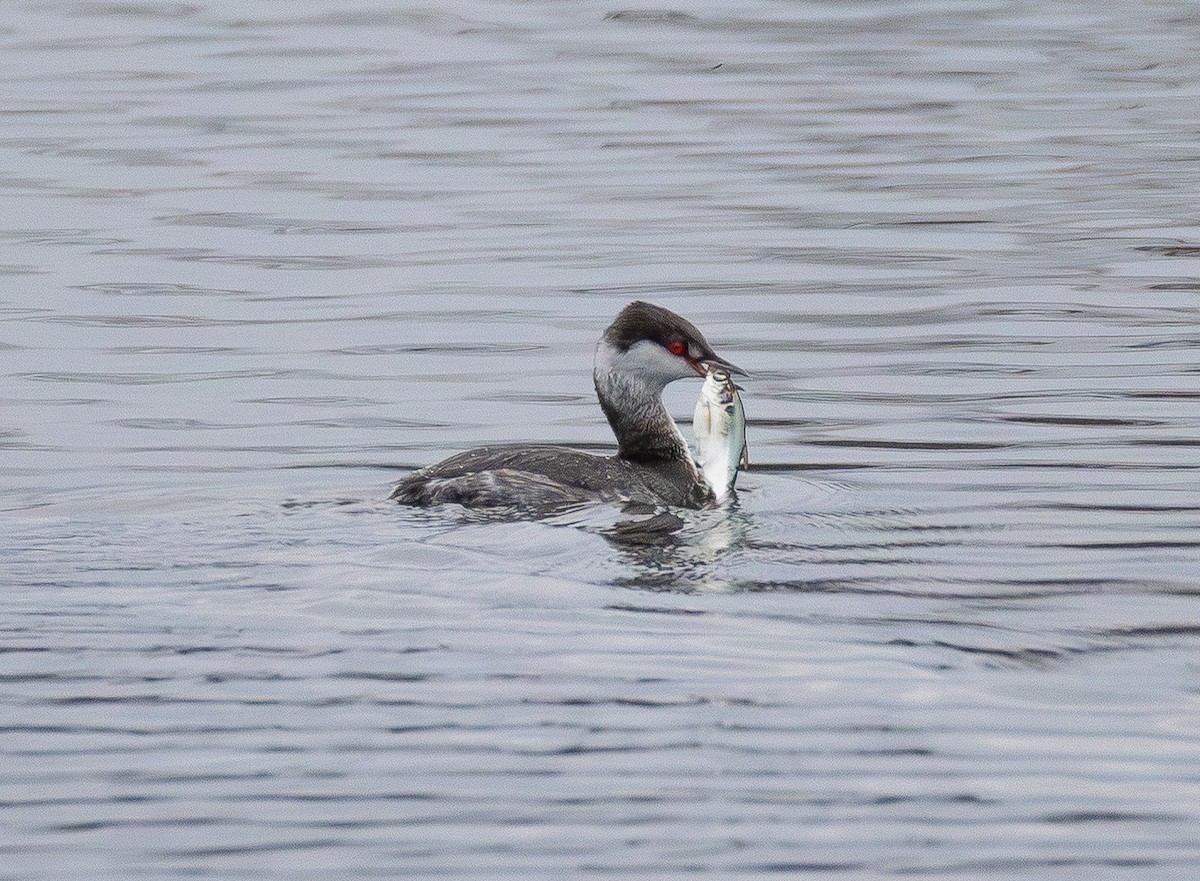 Horned Grebe - ML645700082