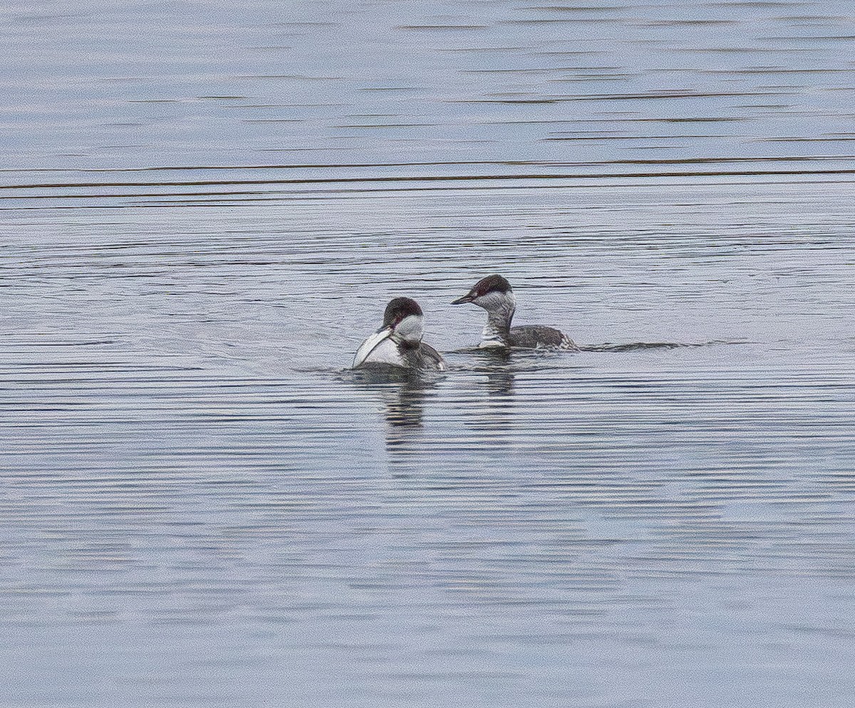 Horned Grebe - ML645700083