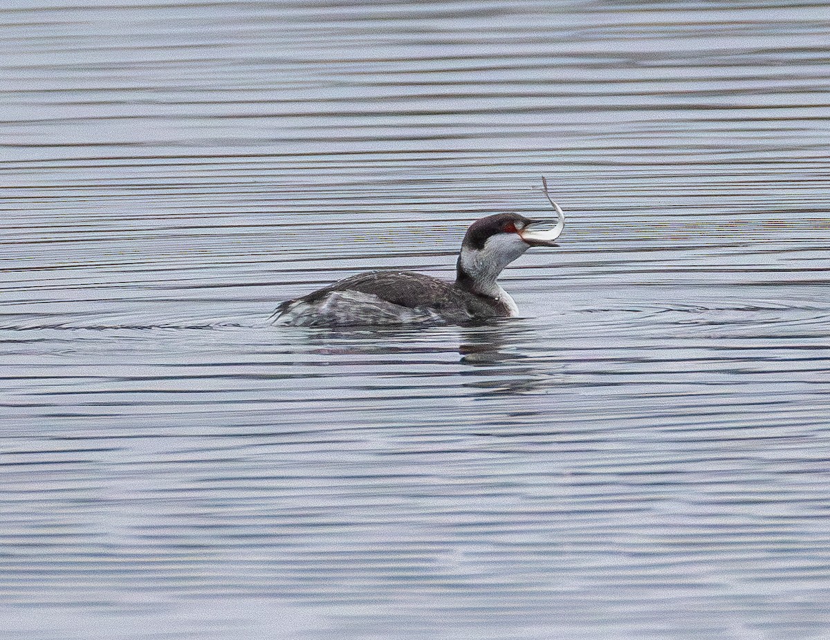 Horned Grebe - ML645700085