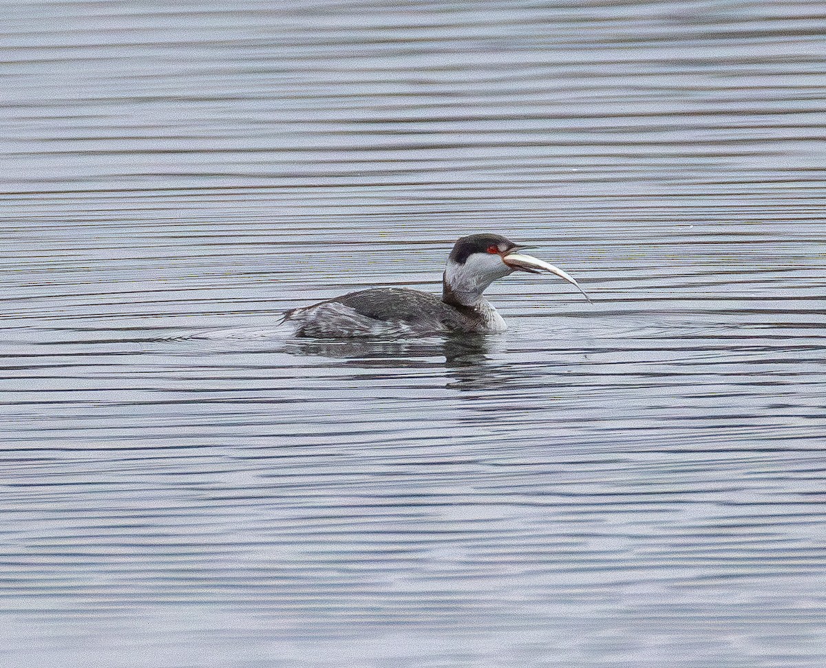 Horned Grebe - ML645700089