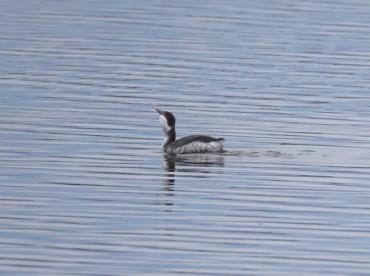 Horned Grebe - ML645700090